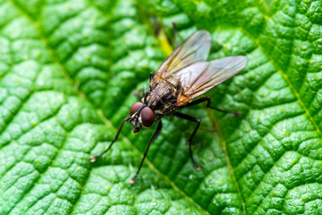 Exotic Drosophila Fruit Fly Diptera Parasite Insect on Plant Leaf
