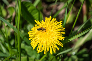 Mining Bee on Dandelion Flower in Springtime