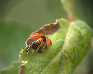 coccinelle ,ailes déployées, prête à s'envoler,macro