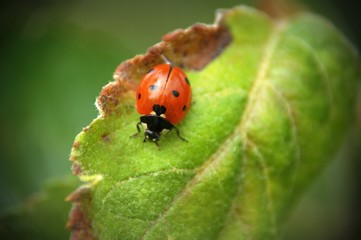 coccinelle en macro sur feuille de pêcher du jardin