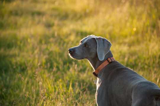Dog in a field at sunset