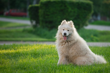 Young white male samoyed sits on green grass