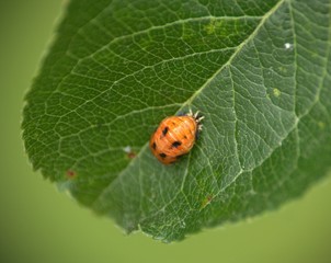 nymphe orange de coccinelle ,isolé en macro sur une feuille de jardin