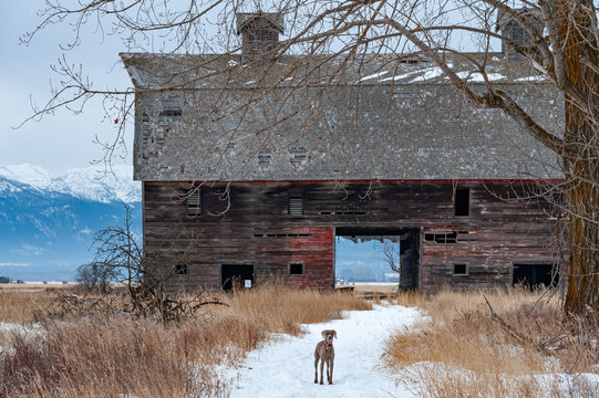 Dog in front of old barn in the snow