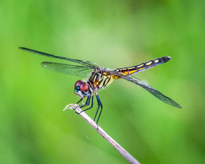 Dragonfly on a stick!