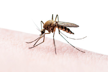 Encephalitis, Yellow Fever, Mayaro. Malaria Disease, Mayaro or Zika Virus Infected Culex Mosquito Parasite Insect Isolated on White Background