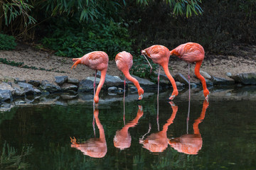 four flamingos drinking from a lake