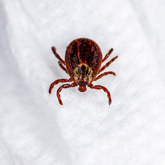 Encephalitis Virus or Lyme Borreliosis Disease Infectious Dermacentor Tick Arachnid Parasite Insect on White Cloth Macro