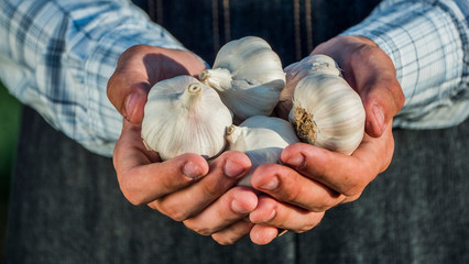 Farmer's hands hold several delicious garlic bulbs