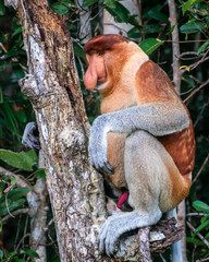 male long-nosed monkey on a tree