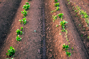 potato field in beautiful sunrise