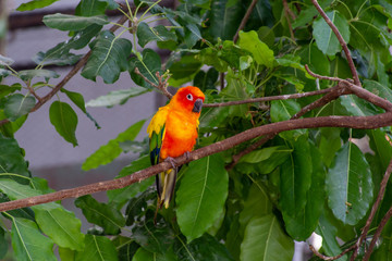 The sun parakeet beautiful colours of yellow, orange and red (Aratinga solstitialis), also known as the sun conure in South America perched in a tree.