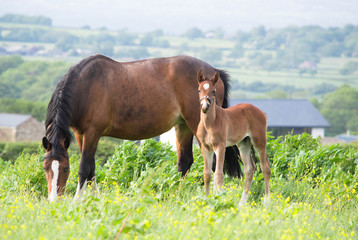 mare and foal