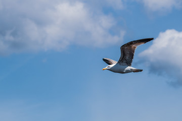 seagull in flight