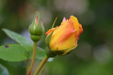 Yellow and pink rose