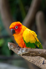 The sun parakeet beautiful colours of yellow, orange and red (Aratinga solstitialis), also known as the sun conure in South America perched in a tree.