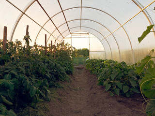 greenhouse for growing vegetables in the garden