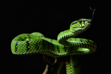 The green insularis pit viler