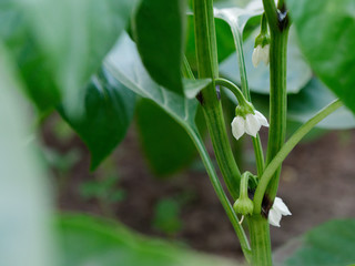 Bulgarian sweet pepper seedlings growing in the greenhouse
