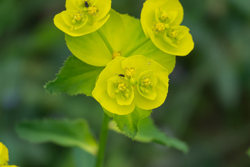 Spurge Inflorescence in Springtime