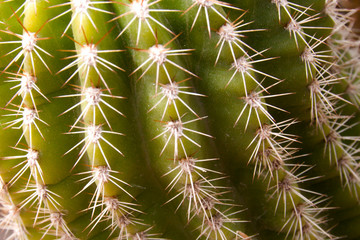 texture of a cactus in spring with its pokes