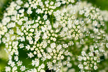 Flowering garden plant