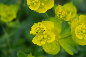 Spurge Inflorescence in Springtime