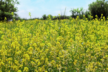 Background, rapeseed field, flowering rapeseed. Seeds of the rape plant, used chiefly for oil. Bright Yellow color. Selective focus, copy space.