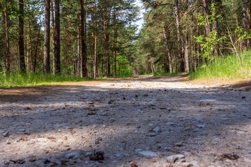 Road in the forest
