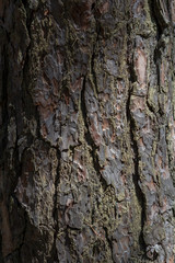 Wood texture