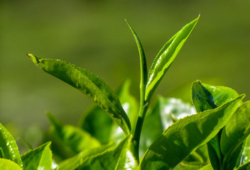 Tea Leaf close up, Munnar, Kerala