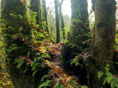 Mossy forest