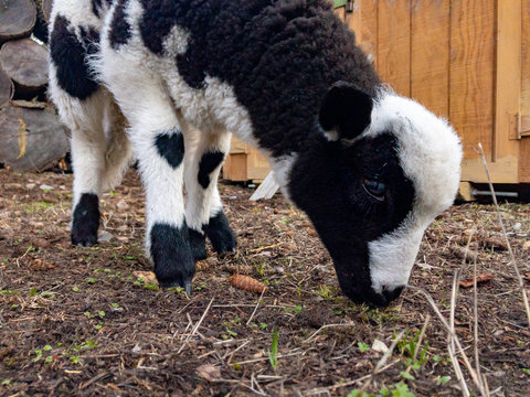 Jacob Sheep lamb