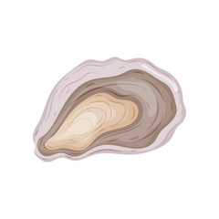 Open oyster shell. Vector illustration on white background.