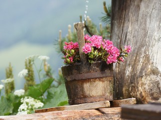pink flowers in a wooden pot with water jet