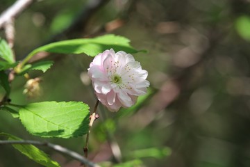 bee on a flower