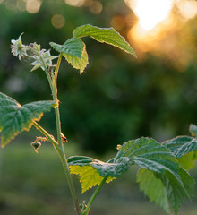 unripe raspberry. flowers and ovaries. garden berry