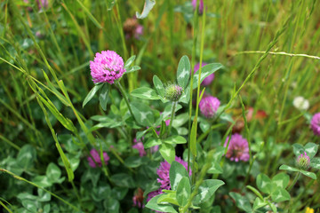 レッドクローバー