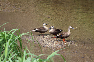 三羽のカモ