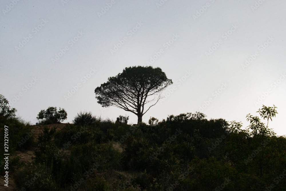 Wall mural silhouette of tree at wisdom tree