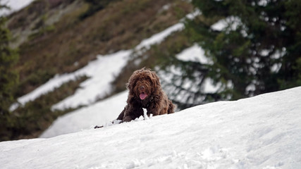 a hunting dog lying on snow and wait of a command