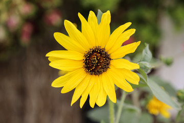 Sunrich summer bright flower. Abstract bright color for Spring concept.