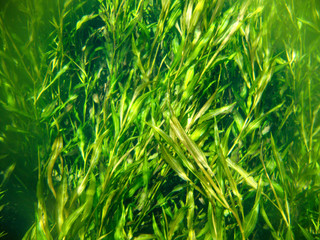 Underwater view with water plants at Sucuri river in Bonito, Mato Grosso do Sul, Brazil                               