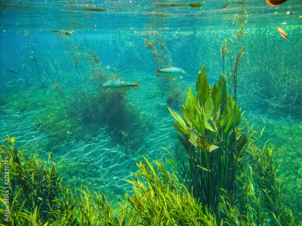 Wall mural underwater view with fish and water plants at sucuri river in bonito, mato grosso do sul, brazil