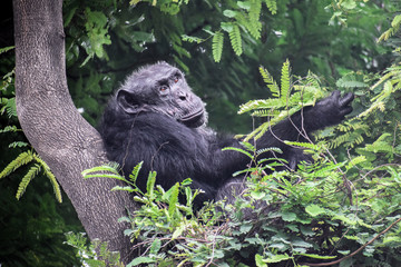 Chimpanzee