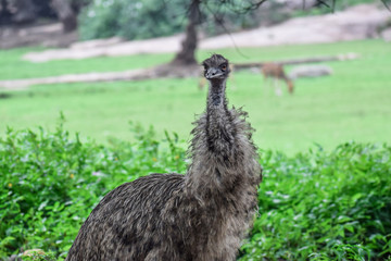 Emu