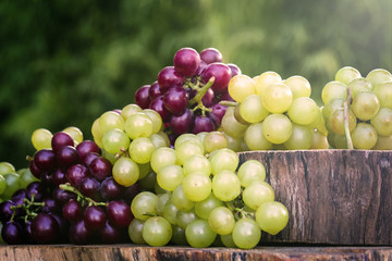 Concept of party or decoration with fruits. Beautiful assorted grapes on rustic wooden trunk, natural grapes direct from producer.