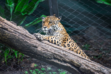 Jaguar