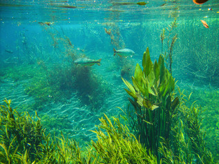 Fototapeta na wymiar Underwater view with fish and water plants at Sucuri river in Bonito, Mato Grosso do Sul, Brazil 