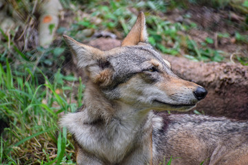 Fototapeta premium Indian Wolf